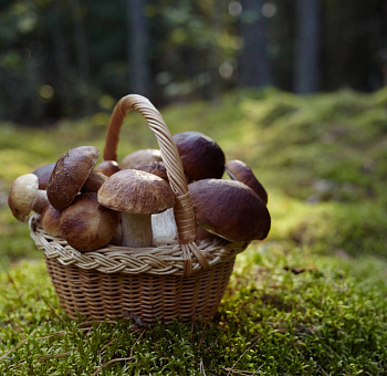 Правила безопасного поведения в лесу (памятка для грибников)