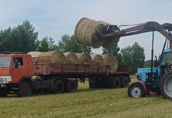 Животноводческие хозяйства Кузбасса заготовили 35% от необходимого объема кормов Животноводческие хозяйства Кузбасса заготовили 35% от необходимого объема кормов