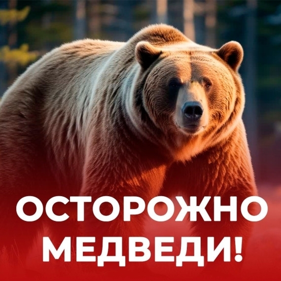 ВСТРЕТИЛИ МЕДВЕДЯ? НЕ ПАНИКУЙТЕ.